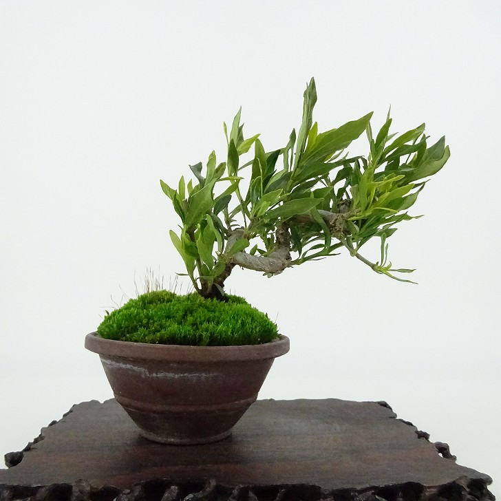 盆栽 梔子 喜代誉 樹高 約9cm くちなし Gardenia jasminoides クチナシ アカネ科 クチナシ属 常緑樹 観賞用 小品 現品 送料無料