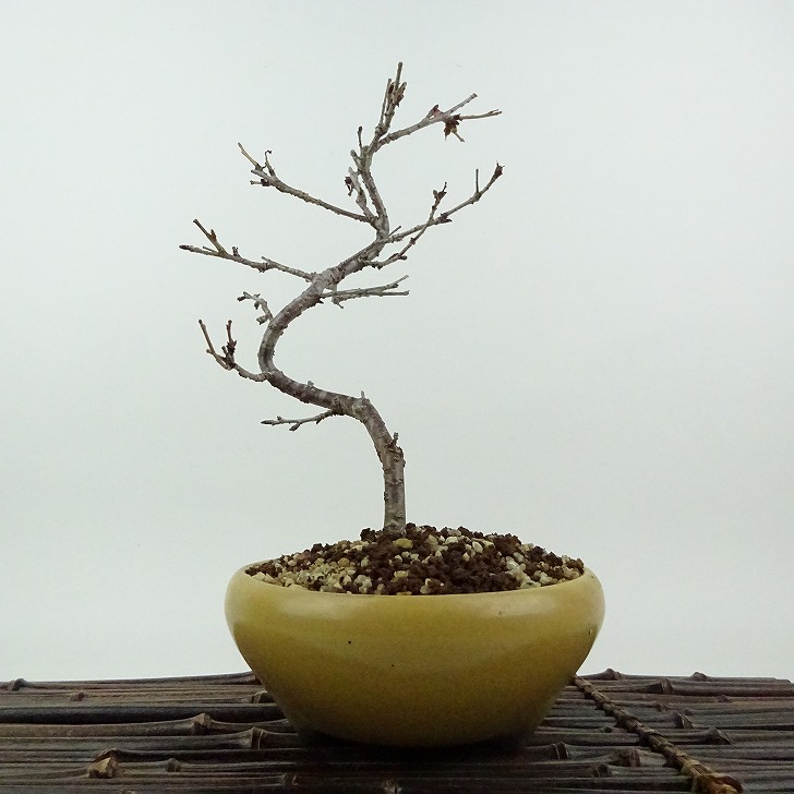 盆栽 桜 信濃桜 樹高 約20cm さくら サクラ バラ科 落葉樹 観賞用 小品 現品 送料無料