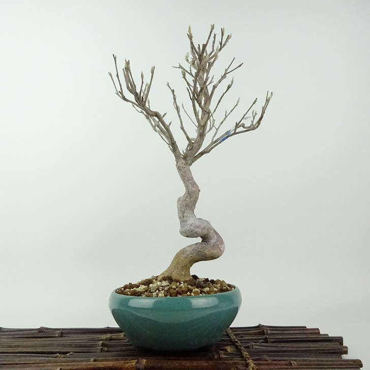 盆栽 姫沙羅 樹高 約27cm ひめしゃら Stewartia monadelpha ヒメシャラ ツバキ科 ナツツバキ属 落葉樹 観賞用 現品｜盆栽はニわ 店