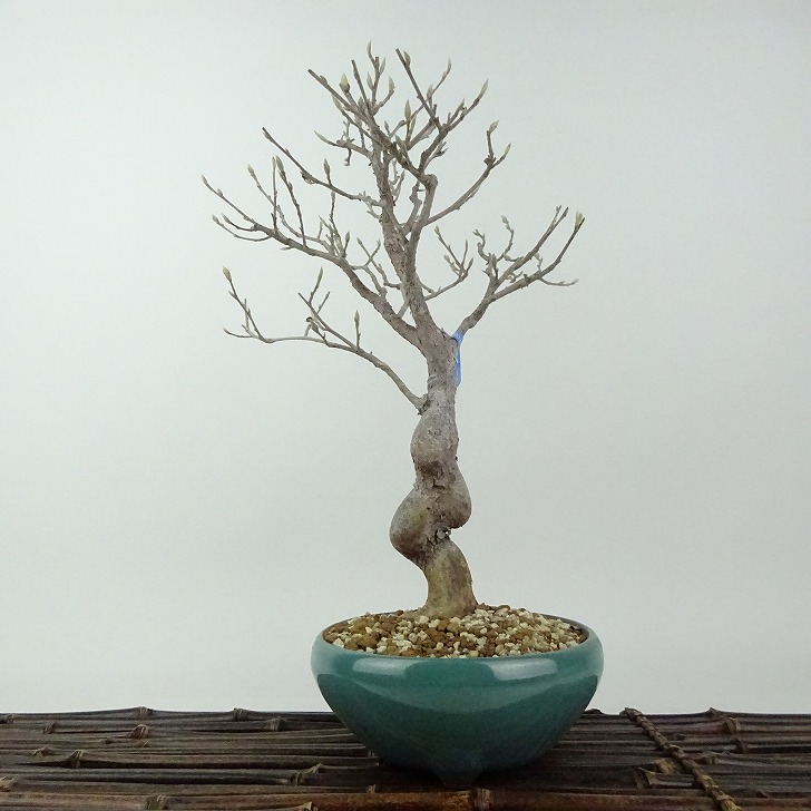 楽天市場】盆栽 姫沙羅 樹高 約33cm ひめしゃら 高級盆栽 Stewartia