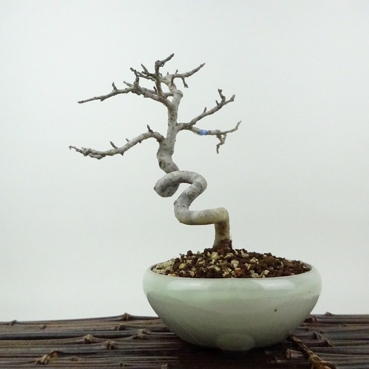盆栽 酸実 樹高 約18cm ずみ Malus toringo ズミ バラ科 落葉樹 観賞用 小品 現品 送料無料