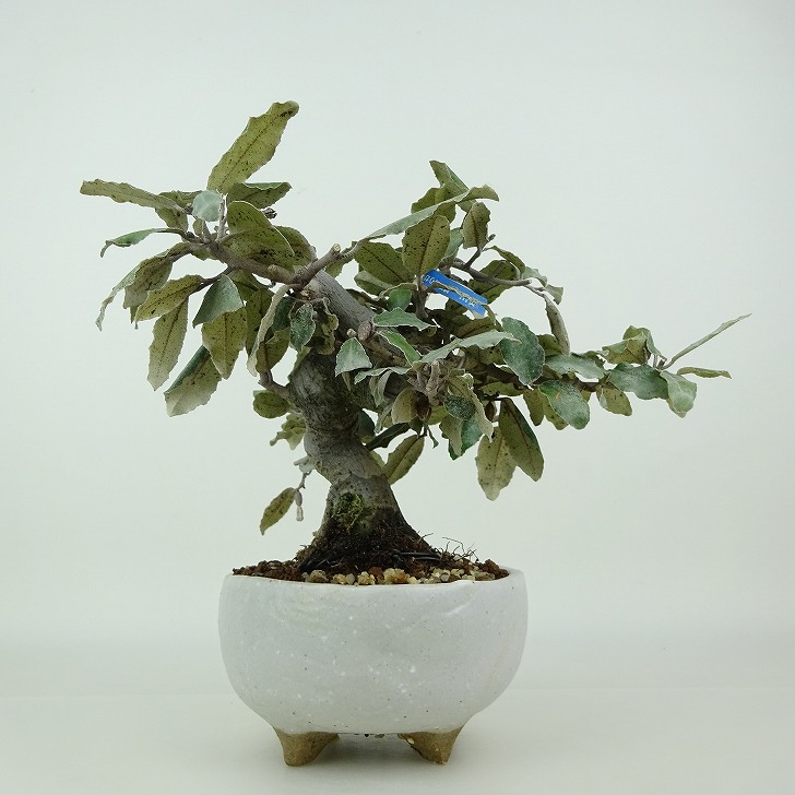 楽天市場】盆栽 寒茱萸 樹高 約20cm かんぐみ Elaeagnus カングミ グミ 