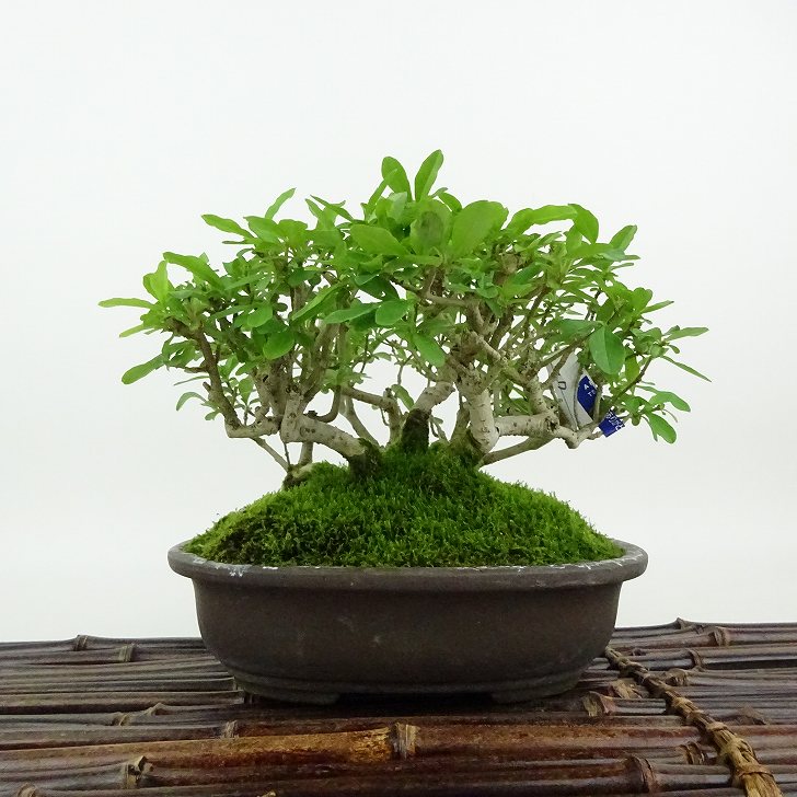 ✨✨✨オキナワイボタ【涼盆栽◎美肌】検/イボタ/美株品/水蝋樹 e-bonsai_4138