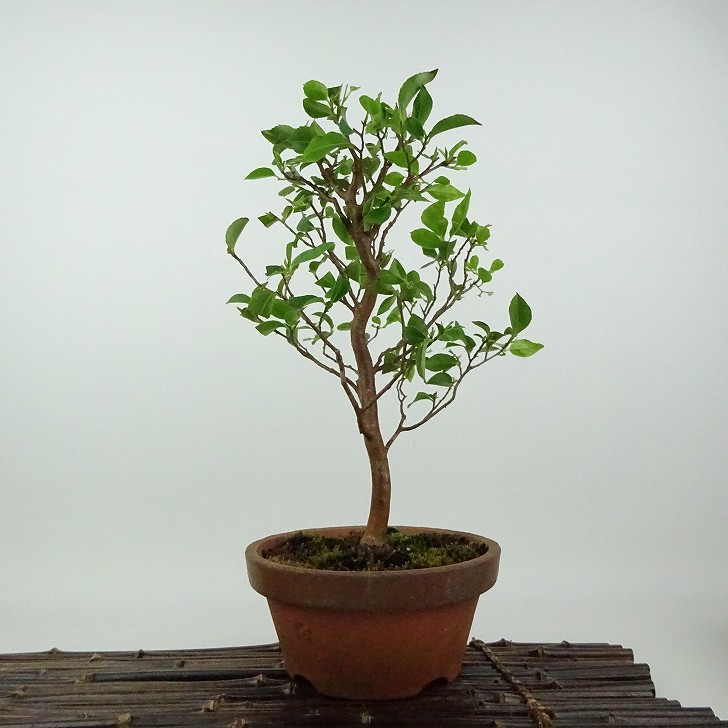 楽天市場】盆栽 姫沙羅 樹高 約33cm ひめしゃら 高級盆栽 Stewartia