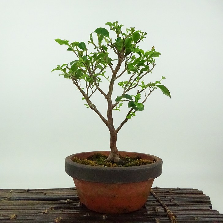 盆栽 ヒメシャラ ヒメシャラ | 株式会社 四季彩グリーン