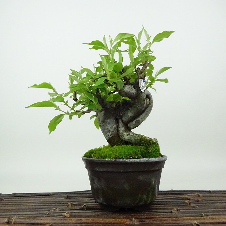 盆栽 『カリン』 花梨 インテリア 観葉植物 ガーデニング 送料無料 b165 ミニ盆栽 カリン盆栽 花梨（かりん・小さな盆栽 花梨）小盆栽