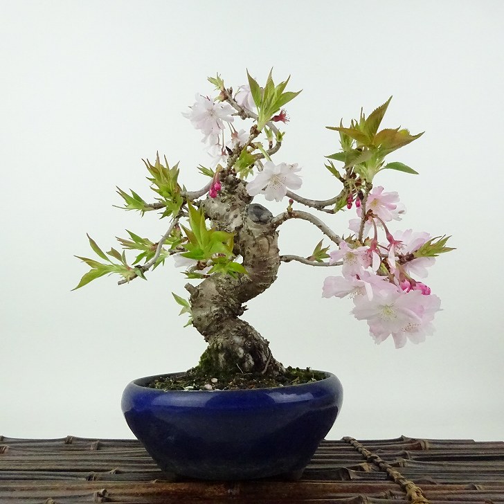 楽天市場】【現品発送】キクシダレザクラ（菊枝垂れ桜）苗木 10