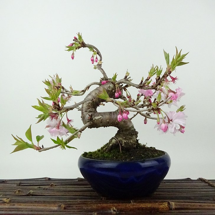 楽天市場】【大型商品】桜（サクラ）/サトザクラ（里桜） 樹高