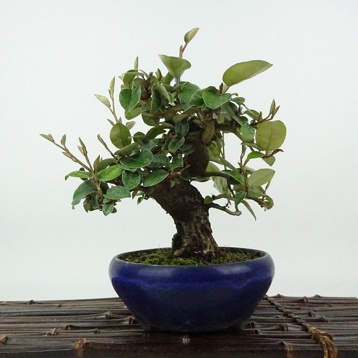 楽天市場】盆栽 寒グミの盆栽【現品】 : 山野草と盆栽の専門店ヴェールモア