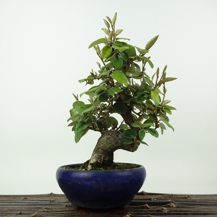 盆栽 寒茱萸 樹高 約18cm かんぐみ Elaeagnus カングミ グミ科 常緑樹 観賞用 小品 現品