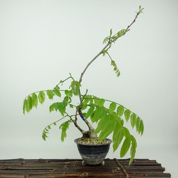 盆栽 藤 樹高 約28cm ふじ Wisteria floribunda フジ つる性 マメ科 フジ属 落葉樹 観賞用 現品 送料無料