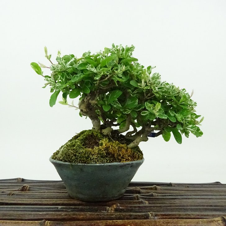 盆栽 水蝋樹 樹高 約10cm いぼたのき Ligustrum obtusifolium イボタノキ 斑入り モクセイ科 イボタノキ属 落葉樹 観賞用 小品 現品｜盆栽はニわ 店
