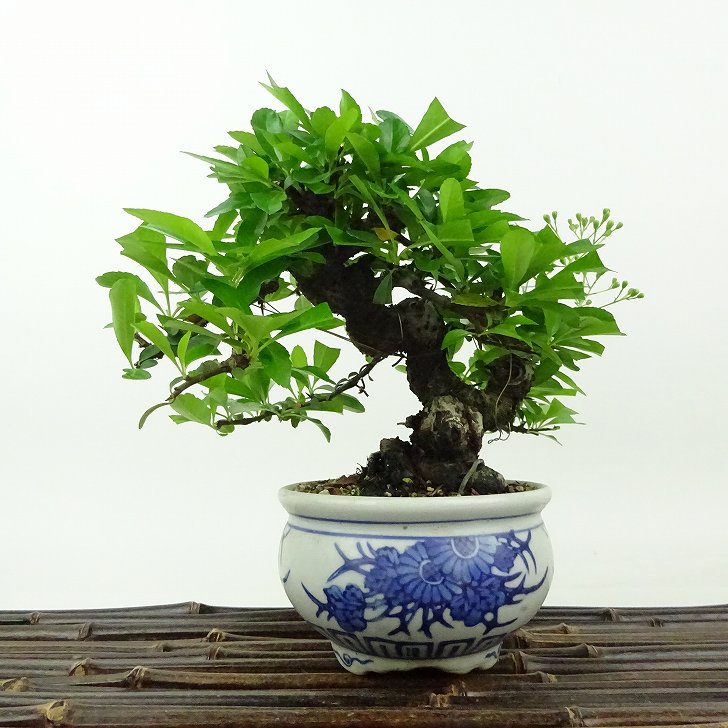 盆栽 ピラカンサ 樹高 約14cm Pyracantha バラ科 常緑樹 観賞用 小品 現品 送料無料