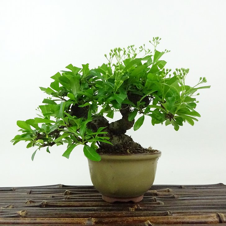 楽天市場】盆栽 ピラカンサ 樹高 約15cm Pyracantha バラ科 常緑樹