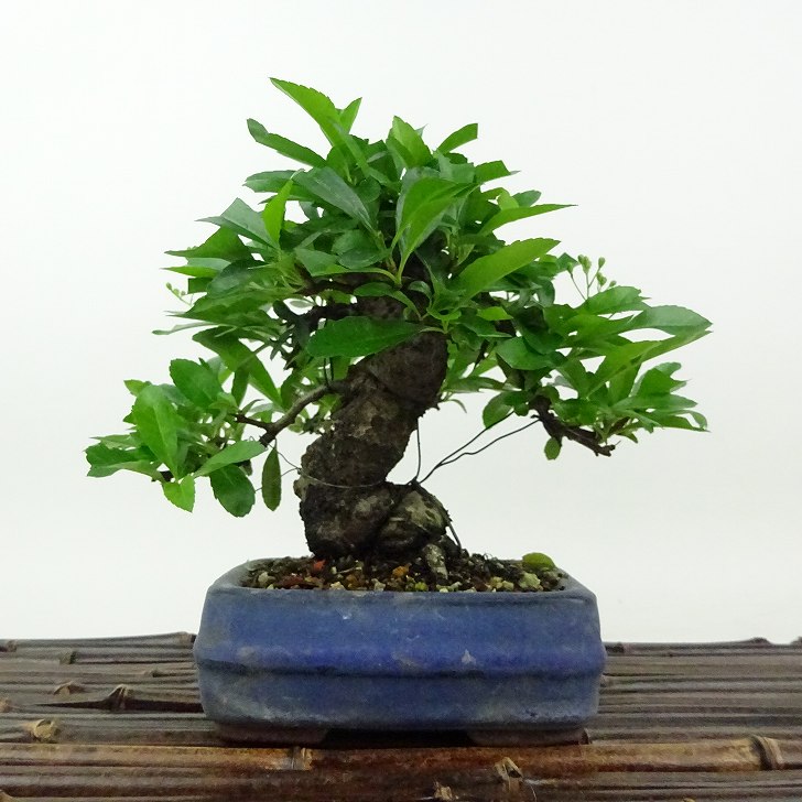盆栽 ピラカンサ 樹高 約14cm Pyracantha バラ科 常緑樹 観賞用 小品 現品 送料無料｜盆栽はニわ 店