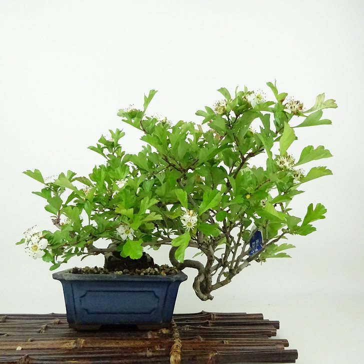楽天市場】盆栽 箱根サンショウバラの鉢植え【現品】（越前文山