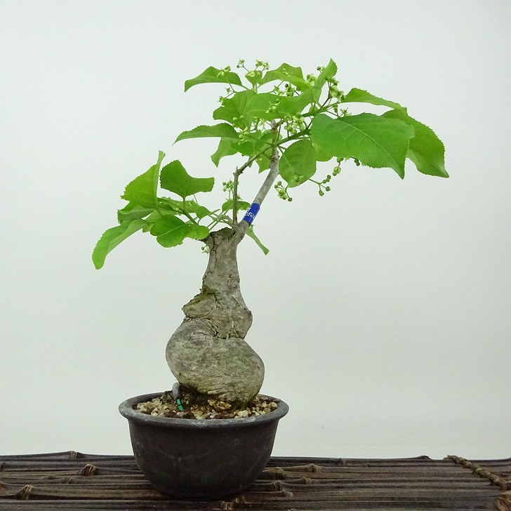 楽天市場】盆栽 真弓 樹高 約24cm まゆみ Euonymus sieboldianus