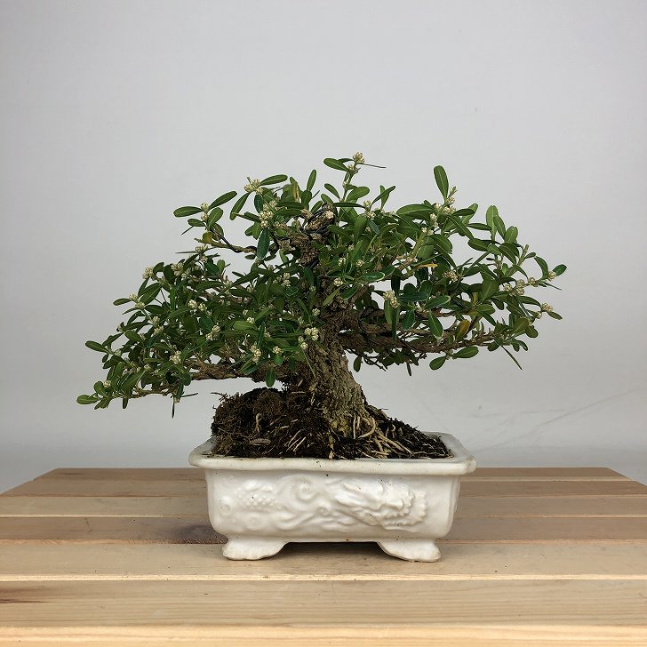 楽天市場】苗：台湾つげ*タイワンツゲ : 遊恵盆栽 楽天市場店