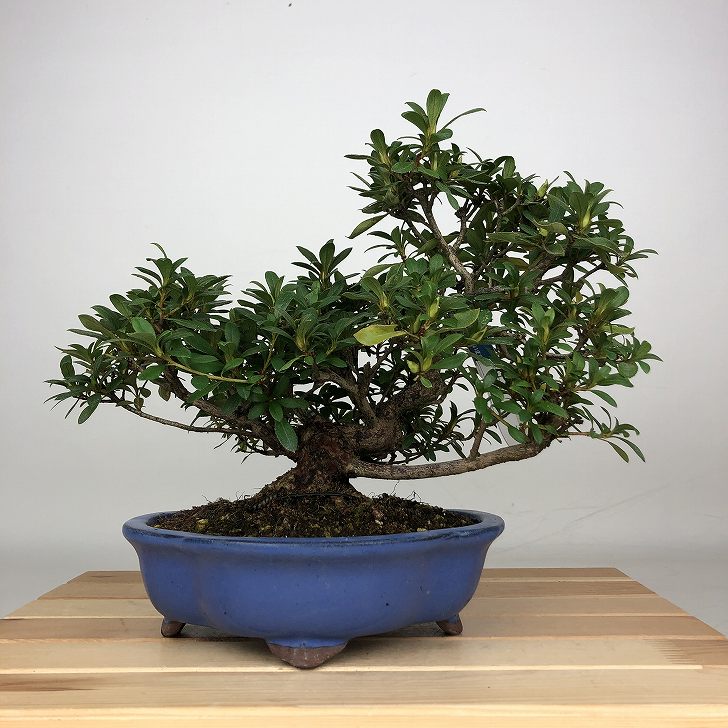 楽天市場】盆栽 皐月 日光 樹高 約38cm さつき にっこう Rhododendron