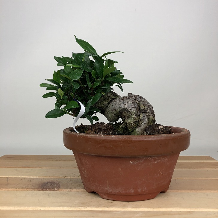 楽天市場】盆栽 くちなし 挿し木13年生 クチナシ 梔子 花物盆栽 実物