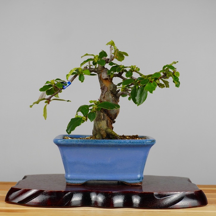 盆栽 花梨 樹高 約 15cm かりん Pseudocydonia sinensis カリン バラ科 落葉樹 鑑賞 観賞用 小品 現品 送料無料｜盆栽はニわ 店