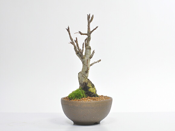 楽天市場 盆栽 りんご 実 信楽鉢 4号 姫りんご 鉢植え ミニ盆栽 かわいい 実物 ギフト 盆栽 開店 お祝い 退職 ラッピング 母の日 父の日 敬老の日 誕生日 小さい モダン おしゃれ 苔 ラッピング メッセージカード オリジナル 作成 盆栽妙 楽天市場店