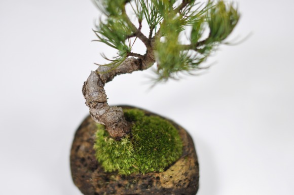楽天市場 五葉松 石付き 五葉松 石付きの盆栽 ギフト 盆栽 開店 お祝い 退職 ラッピング 母の日 父の日 敬老の日 誕生日 盆栽妙 楽天市場店