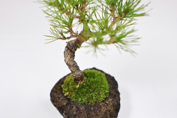 楽天市場 黒松 石付き 黒松 石付きの盆栽 ギフト 盆栽 開店 お祝い 退職 ラッピング 母の日 父の日 敬老の日 誕生日 盆栽妙 楽天市場店