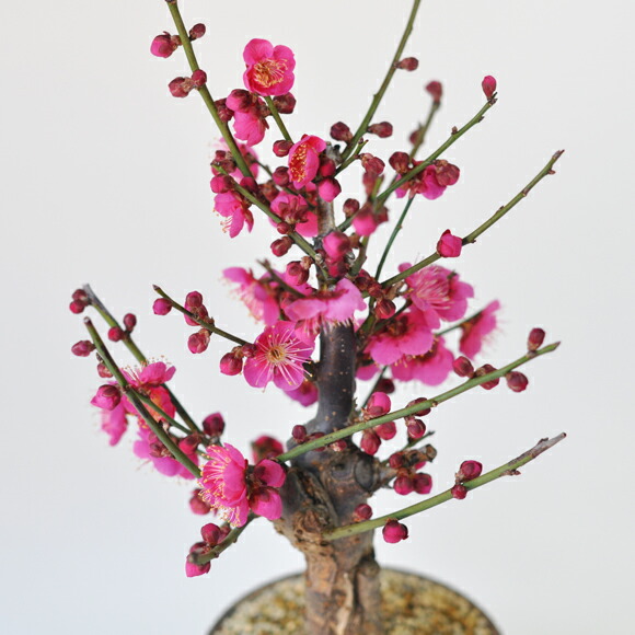 楽天市場 紅梅 大盃 信楽鉄鉢 梅の盆栽 盆梅 ギフト 盆栽 開店 お祝い 退職 ラッピング 母の日 父の日 敬老の日 誕生日 盆栽妙 楽天市場店