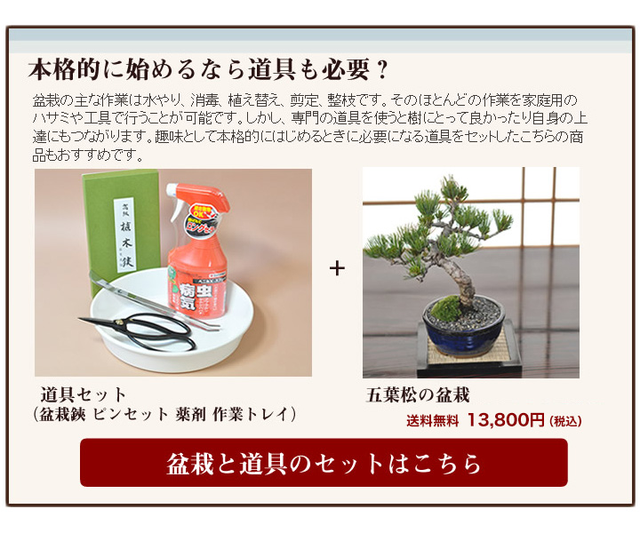 楽天市場 盆栽 松 一級品 樹齢7年 五葉松 人気 おすすめ ランキング 即日出荷 送料無料 職人 四国 ブランド 産地 香川 高松 聖地 縁起 育て方冊子 肥料 付属 長寿 長生き 祝い 趣味 初心者 観葉植物 和物 和 癒し 円以下 盆栽妙 楽天市場店