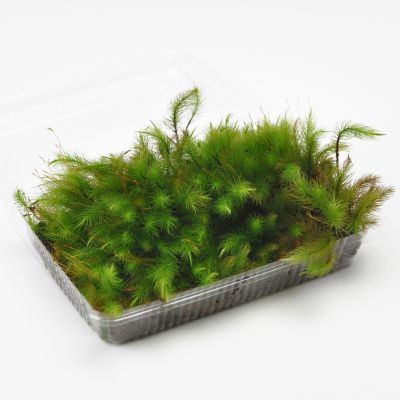 楽天市場】苔 シッポゴケパック しっぽ苔 しっぽごけ 苔玉 苔