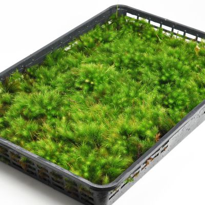 楽天市場】苔 檜苔(ヒノキゴケ)大トレー(5枚セット) ひのきごけ 苔