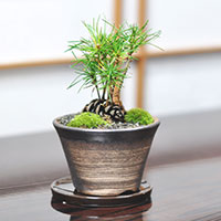 盆栽 松ぼっくりの盆栽 黒松 ミニ盆栽 卓上盆栽 松ぼっくり かわいい インテリア 趣味 ギフトプレゼント 贈り物 プチギフト 贈答品 贈答 ミニチュア盆栽 お祝い 誕生日 開店祝い 開店 オープン 引越 移転 新築 退職 長寿祝い 母