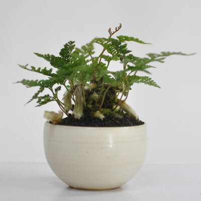 トキワシノブ 盆栽 ミニ盆栽 山野草 室内 鉢植え 陶器鉢 シダ植物 涼しげ 涼感 草盆栽 プレゼント ギフト 贈り物 贈答品 誕生日 お祝い退職 結婚 引越 新築 改装 送別 昇進 長寿祝い 母の日 父の日