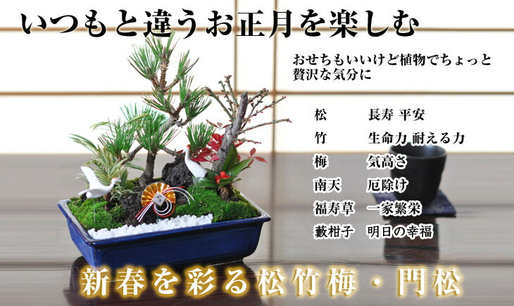 楽天市場 松竹梅 寄せ植え 盆栽 ちょうど良い大きさの7号サイズ お正月飾り お正月の盆栽 7号サイズ 正月飾り 門松 縁起物 盆栽妙 楽天市場店