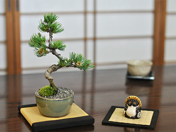 楽天市場 盆栽 和 敷物 ミニ畳 15角 15cm 15cm たたみ 敷畳 ミニ盆栽 置物 雑貨 和室 ミニ インテリア 空間 和風 モダン 盆栽妙 楽天市場店