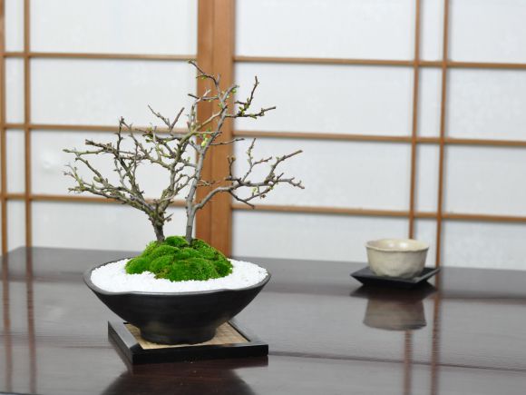 残りわずか 楽天市場 花盆栽 紅白長寿梅 さかずきの器 盆栽 長寿 人気 花芽 ミニ盆栽 花見 四季 鉢植 お祝い プレゼント 鉢花 贈り物 サクラ 盆栽妙 楽天市場店 人気ショップが最安値挑戦 Www Lexusoman Com