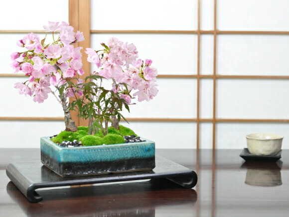 盆栽 花見 鉢花 盆栽 お祝い 桜盆栽 サクラ 桜盆栽 桜 贈り物 桜ともみじの寄植え 店 春も秋も楽しみたい 花見と紅葉盆栽 花芽 鉢花 6号 信楽焼作家鉢 鉢植 プレゼント 人気 ブルーガラス ミニ盆栽 四季 桜特集 盆栽妙