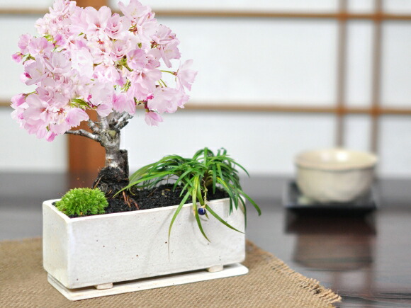 桜盆栽 桜と藤のモダン寄植え 受皿付き シンプルライフシリーズ L 盆栽 藤 ミニ盆栽 花見 四季 お祝い プレゼント 盆栽妙