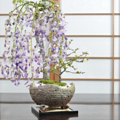 楽天市場】盆栽 藤 藤の和の庭 藤盆栽 鉢植え 花盆栽 ギフト