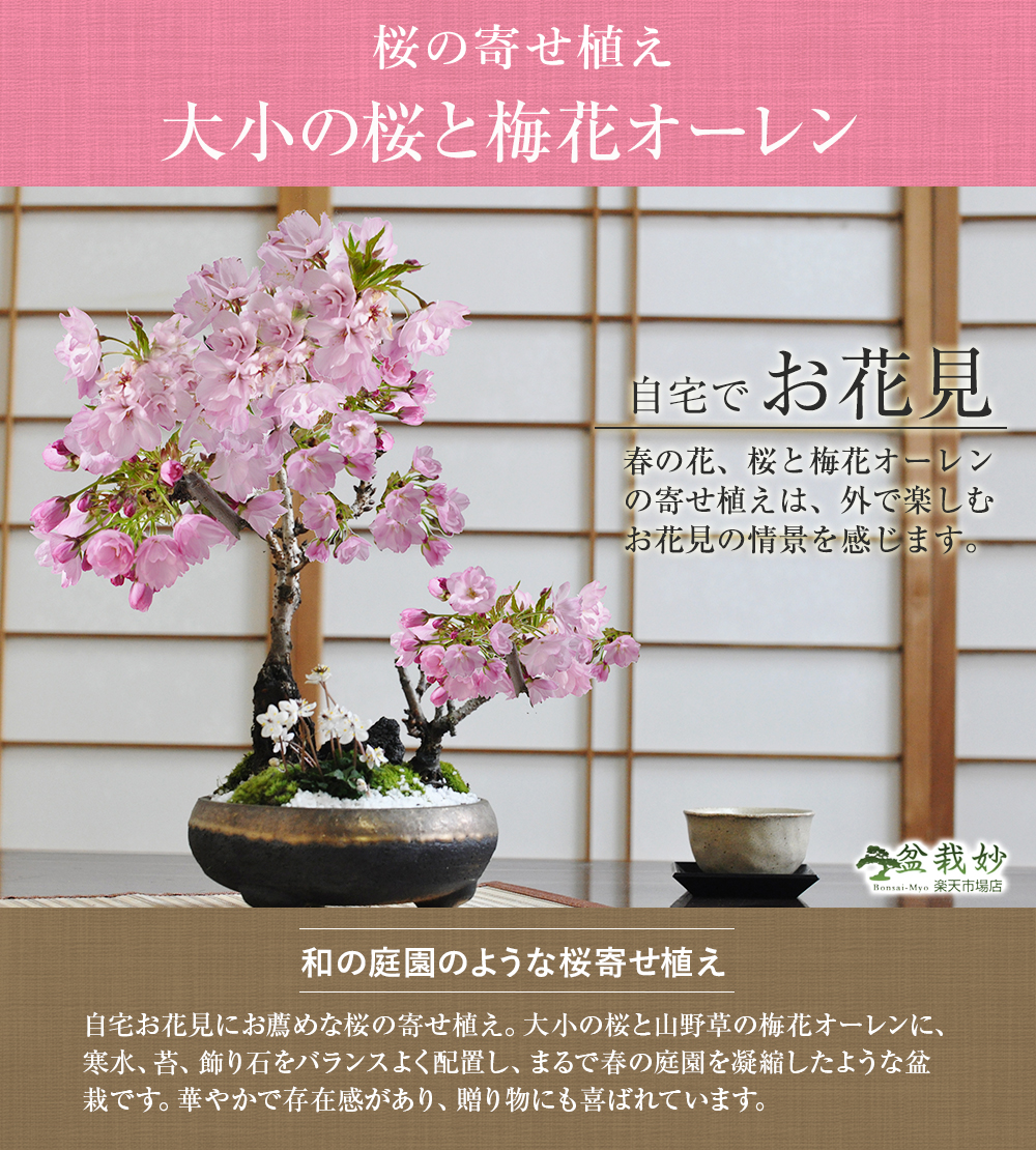 盆栽 桜の寄せ植え 大小の桜に小さい梅花オーレンがかわいい桜の公園風 盆栽 陶器鉢6号 盆栽ギフト かわいい おしゃれ 初心者 贈り物 ギフト プレゼント 誕生日 バレンタイン さくら 母の日 Sakura Bonsai ぼんさい 桜特集 Napierprison Com