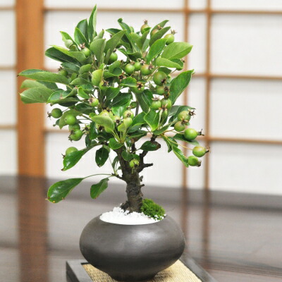 盆栽 りんご 黒丸和鉢 ミニりんご 姫りんご 小品 ミニ盆栽 姫リンゴ 花 実 卓上盆栽 趣味 室内 鑑賞 父の日 贈り物 ギフト プレゼント 贈答品 ギフト用盆栽 誕生日 お祝い 開店 オープン 移転 引越 新築 結婚 結婚記念日