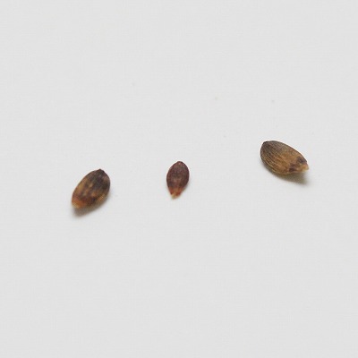 楽天市場】盆栽素材 黒松ミニミニ 直幹 盆栽 ミニ盆栽 松柏 松 : 盆栽