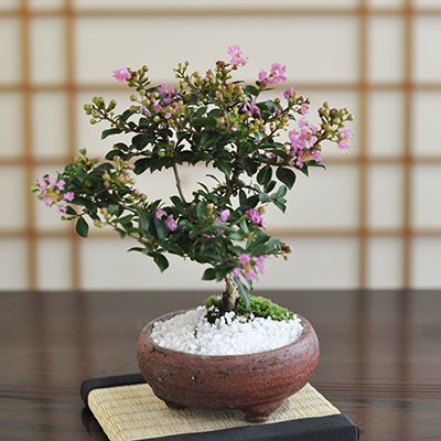 楽天市場】盆栽 白丁花 ハクチョウゲ 白丁木 白鳥花 ミニ盆栽