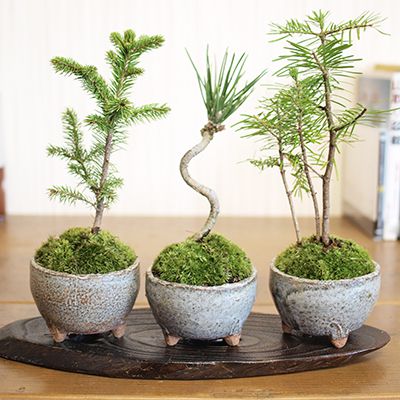 楽天市場】【実物現品限り】盆栽 黒松 鉢植鉢 陶器鉢 父の日 盆栽