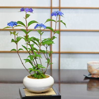 ミニ盆栽 山あじさい 藍姫 白丸和鉢 紫陽花のミニ盆栽 あじさい 園芸で人気の花が盆栽で登場 ミニミニ盆栽 趣味 肥料付き 室内 鑑賞 ギフト贈り物 プレゼント お祝い 誕生日 長寿祝い 還暦 古希 喜寿 傘寿 退職 送別 開店