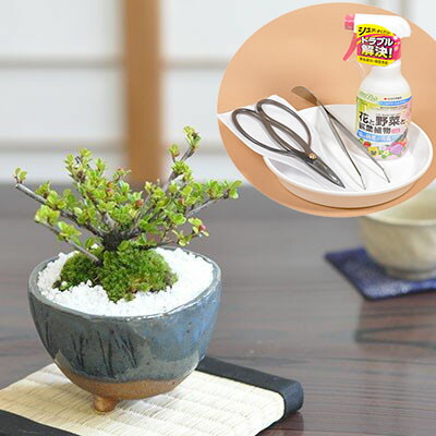 楽天市場】盆栽 ベニシタン 紅紫檀 ミニ盆栽 実のなる盆栽 ミニサイズ