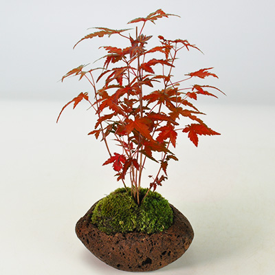 『3年保証』 楽天市場】獅子頭もみじ 紅葉する盆栽 鉢植え ミニ盆栽 ギフト 盆栽