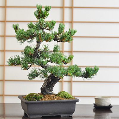 高松盆栽 別格五葉松の盆栽を販売｜盆栽妙 – 盆栽妙 本店