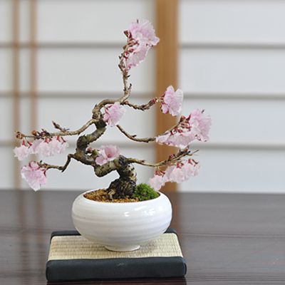 母の日特集2026